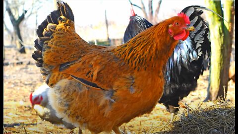 A hungry chicken eats with insatiable appetite