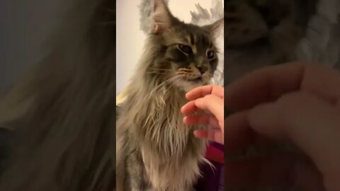 🐱Gato gigante Maine coon #shorts