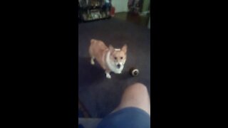 Corgis like company