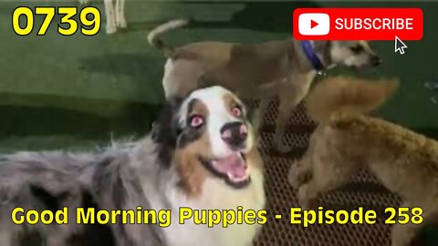 [0739] GOOD MORNING PUPPIES - EPISODE 258 [#dogs #doggos #doggies #puppies #dogdaycare]