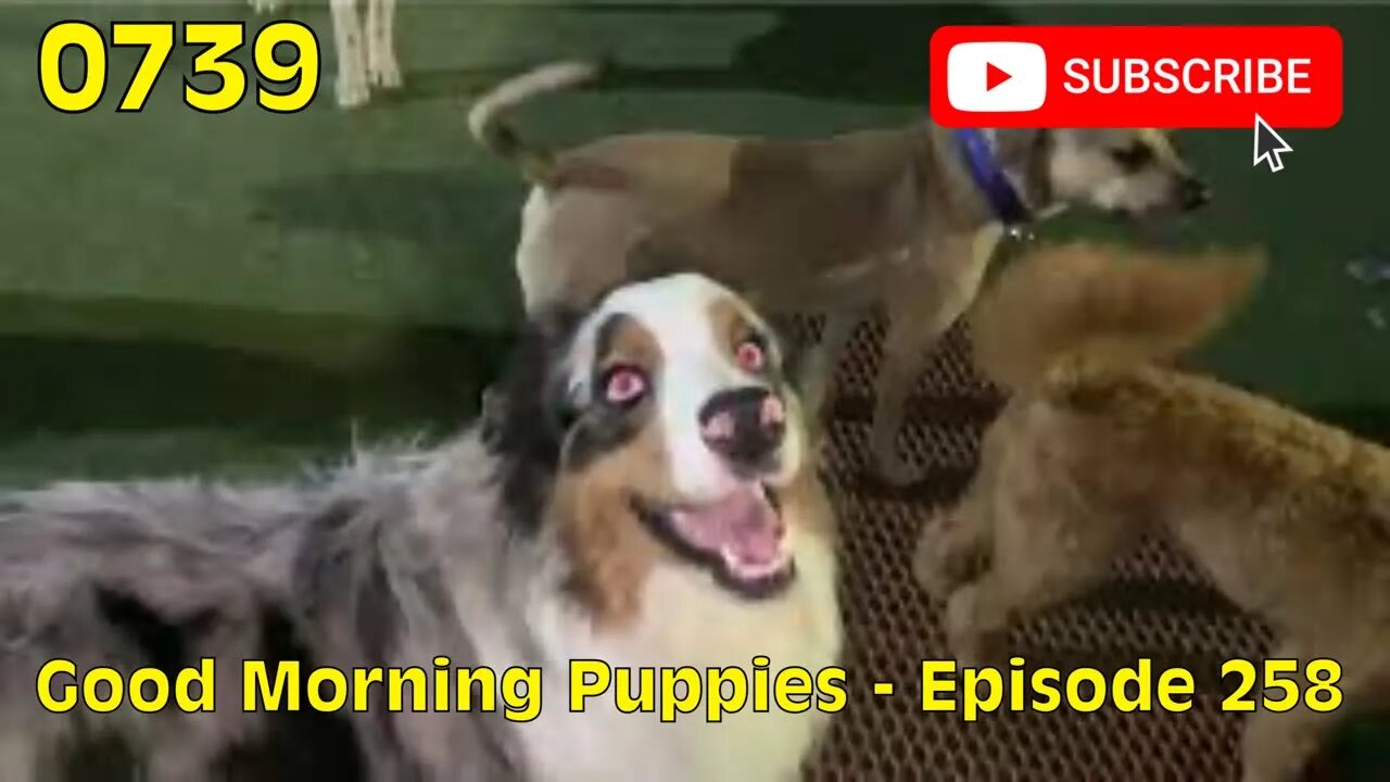 [0739] GOOD MORNING PUPPIES - EPISODE 258 [#dogs #doggos #doggies #puppies #dogdaycare]