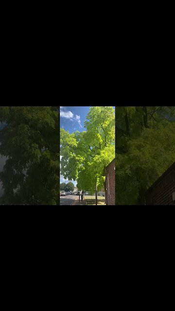 Trees are getting ready for autumn