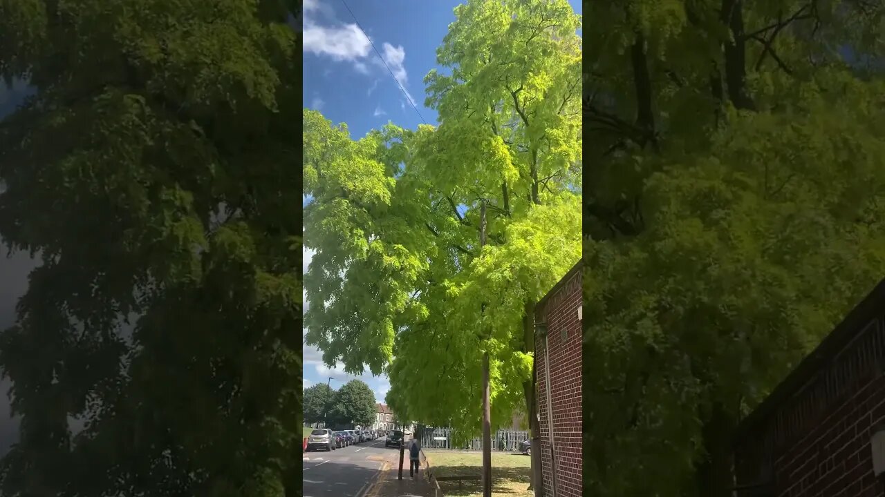 Trees are getting ready for autumn