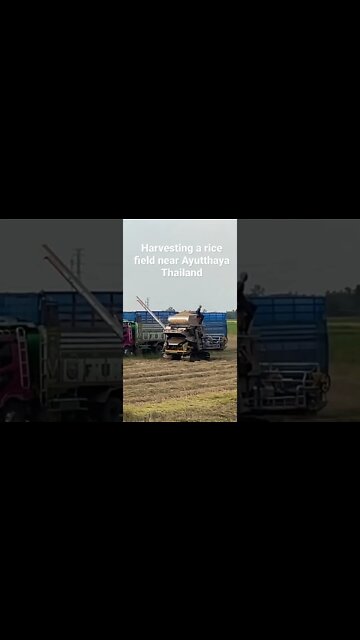 Farmers Harvesting Rice Ayutthaya Thailand
