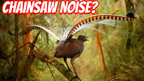 The Greatest Sound Adaption In Nature!