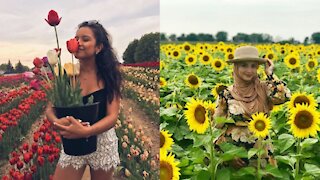 7 champs de fleurs à moins de 2 h de Montréal à mettre sur ta « bucket list » de l'été