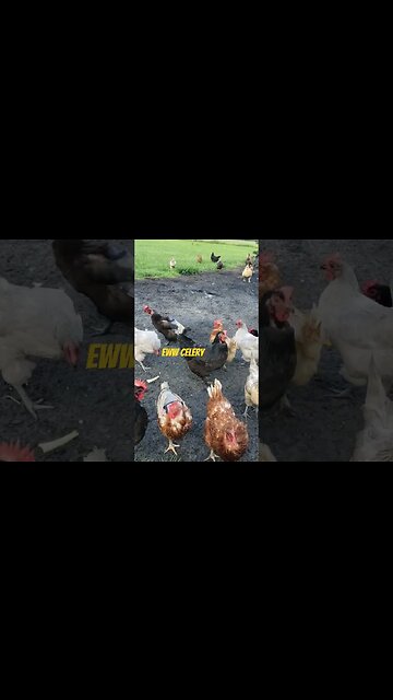 Leftovers Part 1 #chickens #chickenshorts #chickenlife