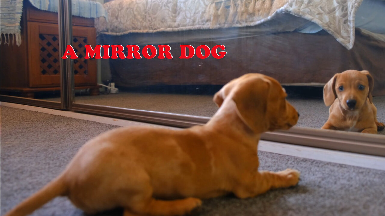 A Mirror Dog