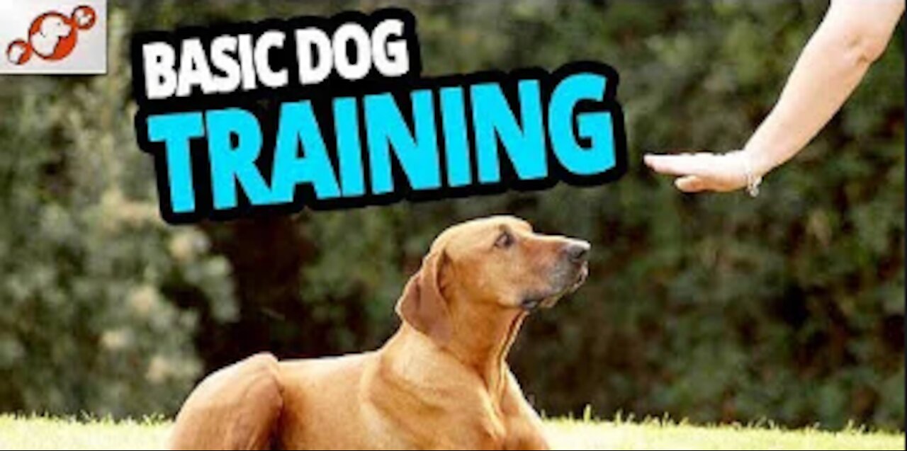 How to train your dog in few simple steps