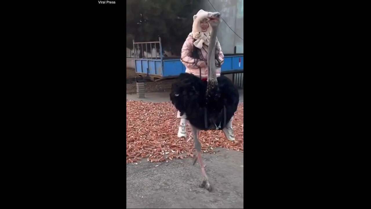 Tourist Takes Wild Ride On The Back Of A Runaway Ostrich