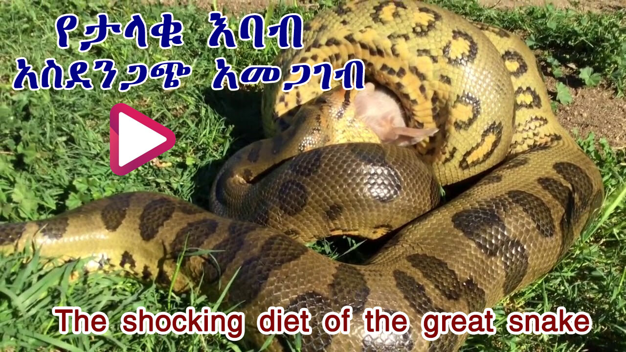 The shocking diet of the great snake - የታላቁ እባብ አስደንጋጭ አመጋገብ