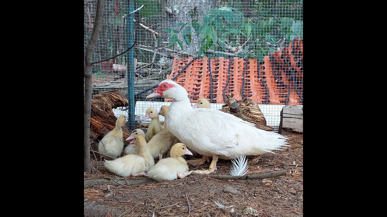 Baby, bird's Animal's