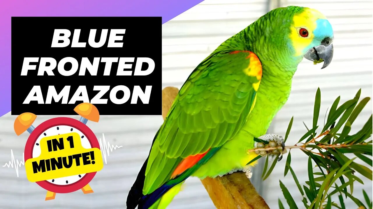 Blue-Fronted Amazon - In 1 Minute! 🦜 One Of The Most Beautiful Parrots In The World | 1MinuteAnimals