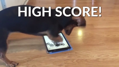 This Collection Of Dachshunds Ramps Up The Energy!