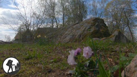 Antona rock & antona swedish pine, Latvia