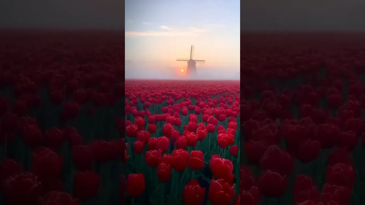 Satisfying video Beautiful Nature