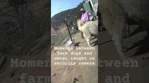 Moment between dogs and owner ❤️