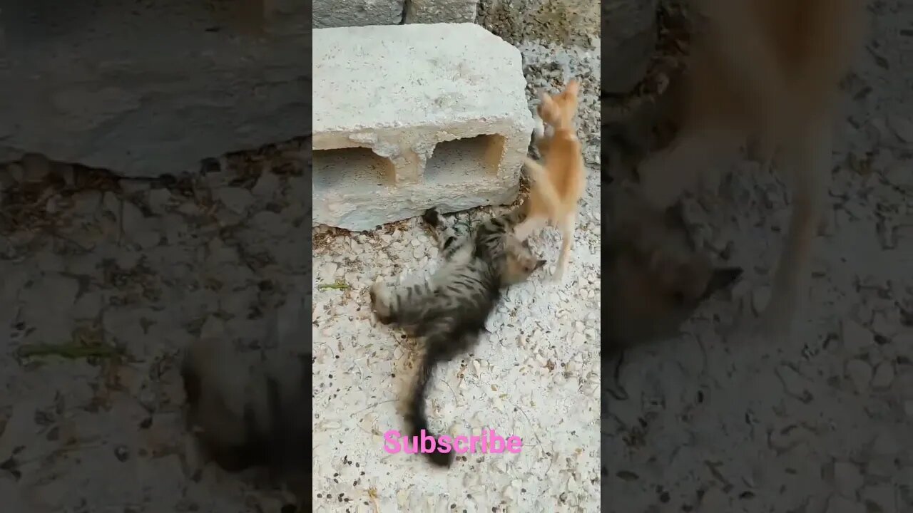 kitty fight