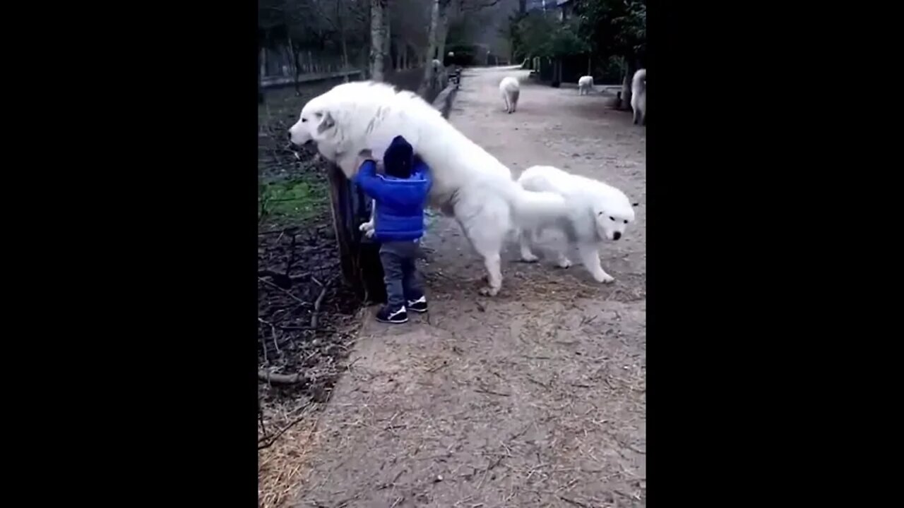 Baby playing with Dog🐕🐶🦮🐕🦺🐩#ytshorts #shorts #PetpupFun #Dogs #Cats #Entertaiment #trending #viral
