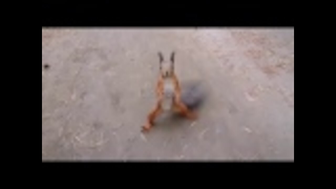 Funny animal videos. Animal funny clips