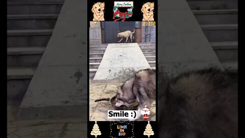 #08_😂🐶😂 #Baby #Dogs - #Cute and #Funny #Dog Video 😂🐶😂 (#2022)