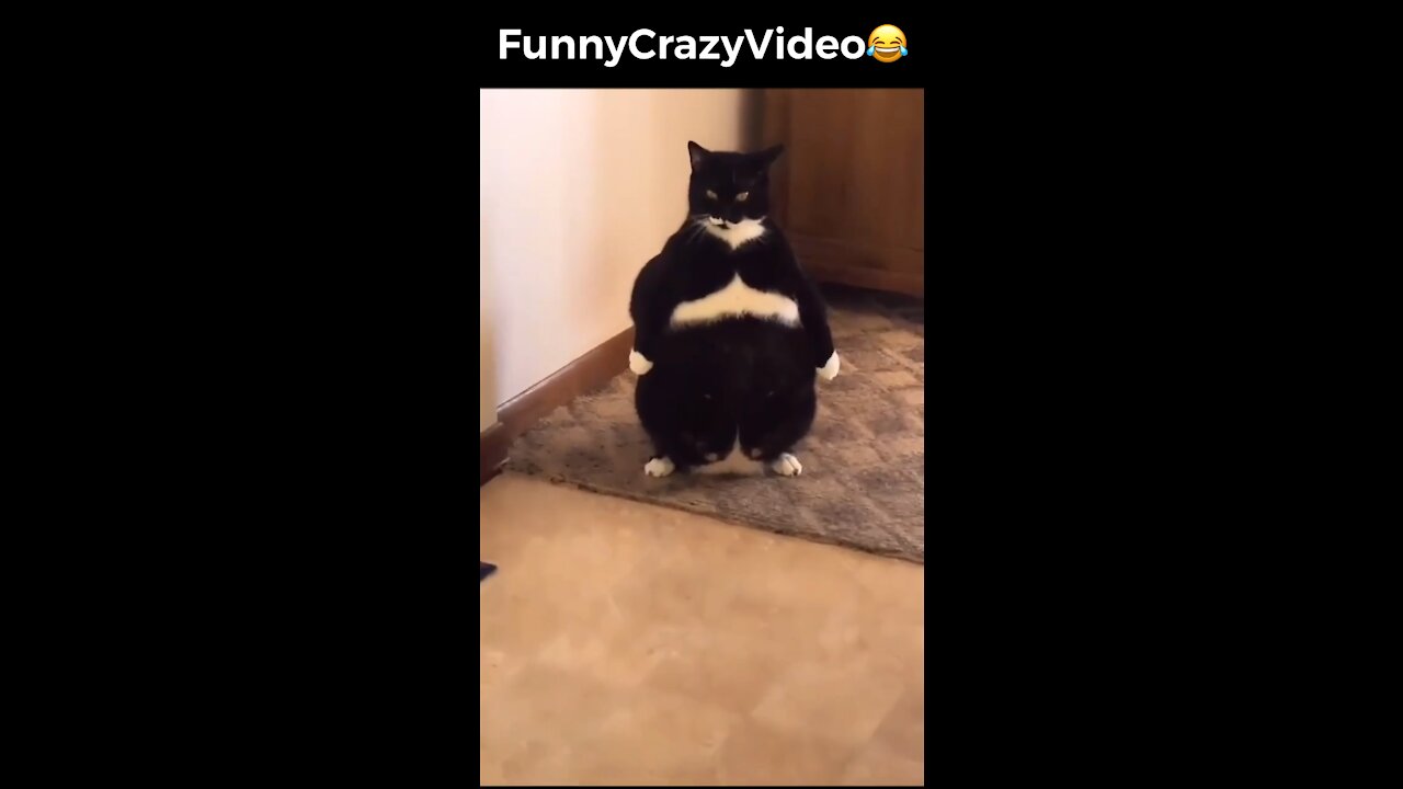 Mr FunnyCrazyVideo😂 Just Incredible Video Funny and Crazy #Like Follow for Follow 🥰