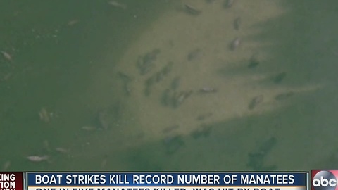 Boat strikes kill record number of manatees