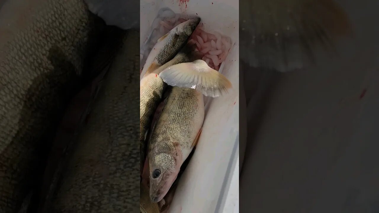 Today was an absolute grind out on Lake Erie, 5 fish for the 4 man crew! Trolling is slow right now!