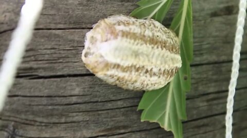 T Bird And Reds - Praying Mantis and Cocoon