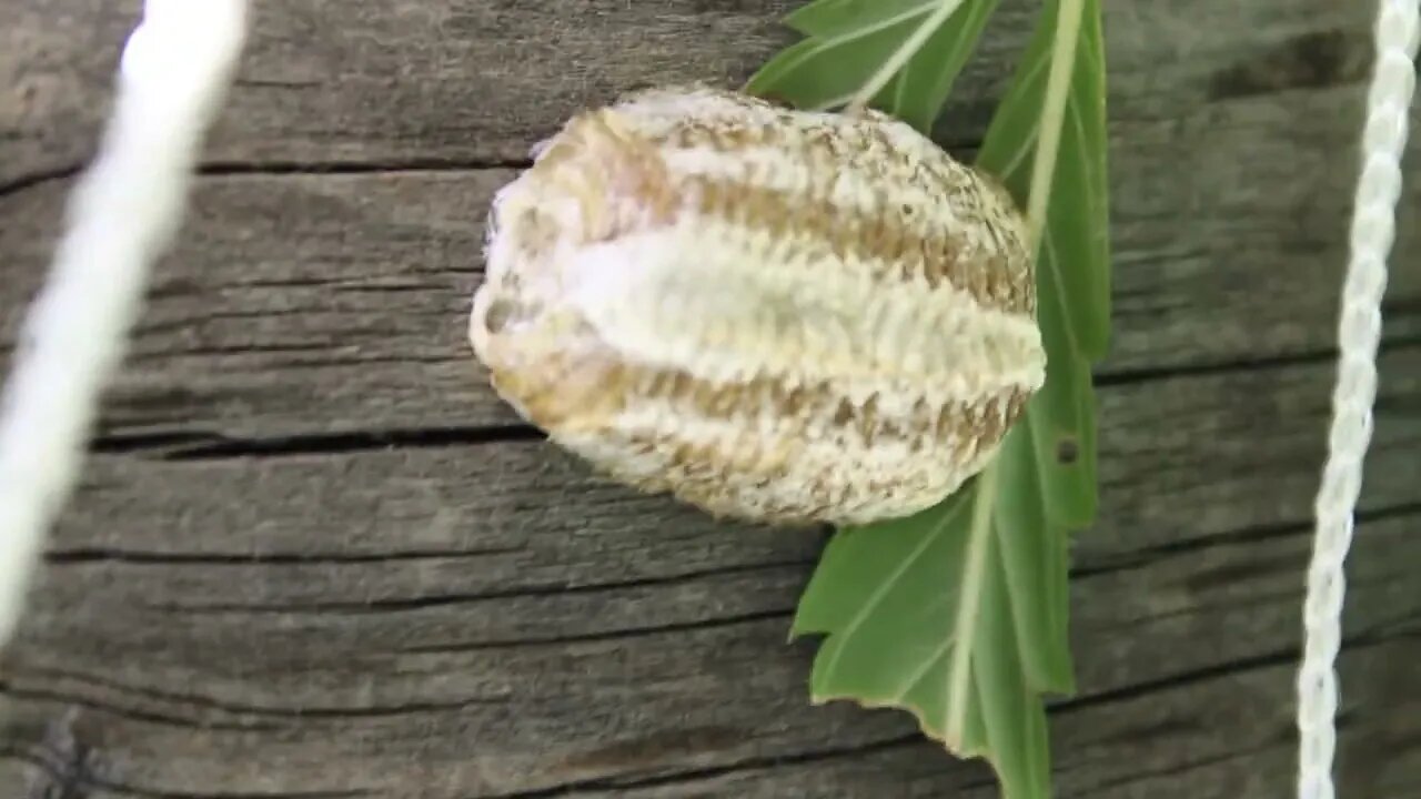 T Bird And Reds - Praying Mantis and Cocoon