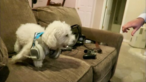 My Dog got Angry Playing a Video Game!