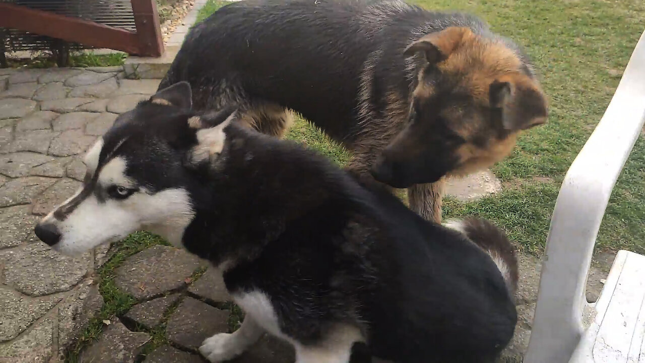 German Shepherd gets head stuck in plastic chair during playtime with husky