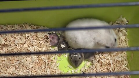 4 Cute Baby Hamsters and Their Parents