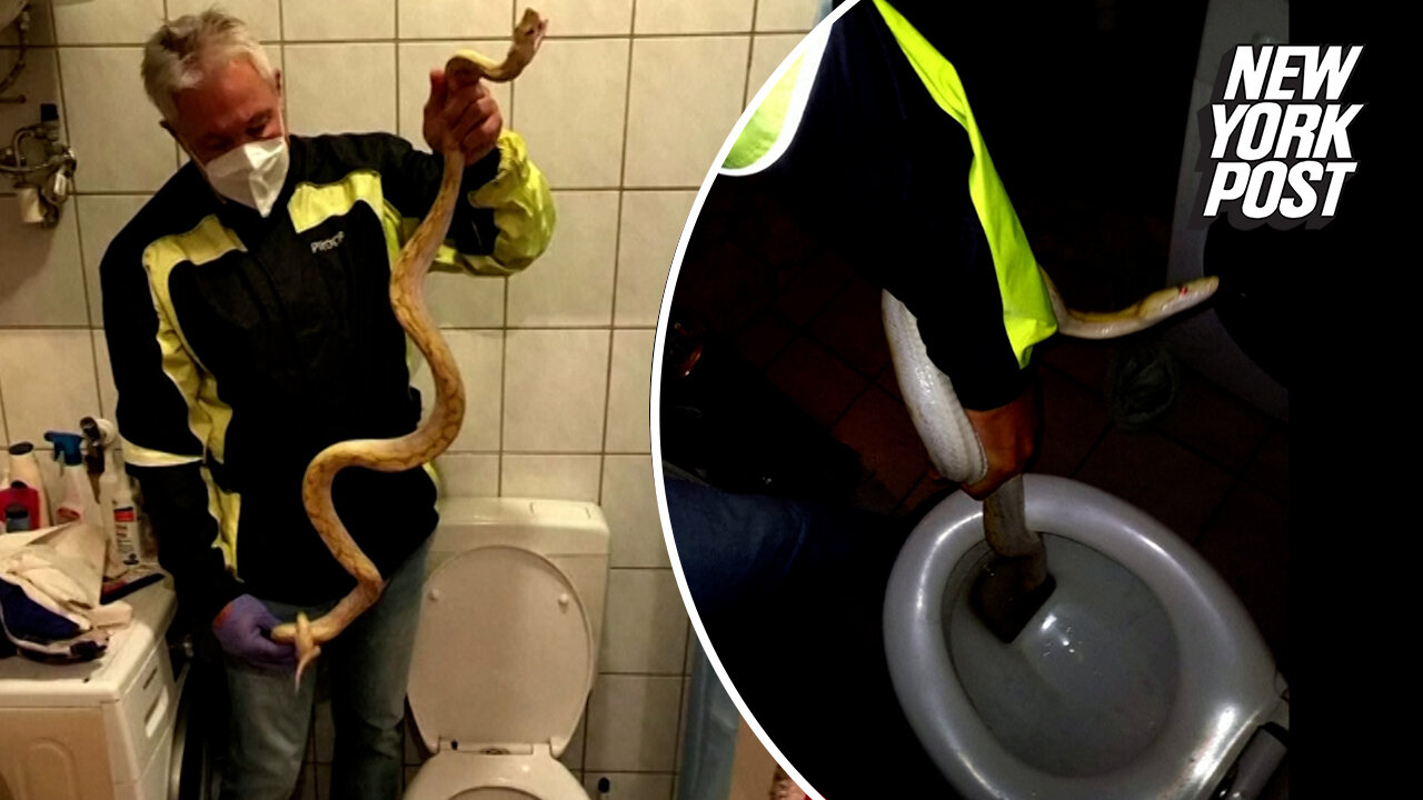 Man bitten by neighbor's escaped pet python while on toilet, cops say