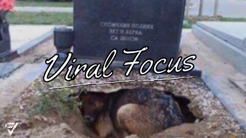 Everyone thought This Dog Was Guarding Her Owner’s Grave, But Someone discovered A Stunning Secret