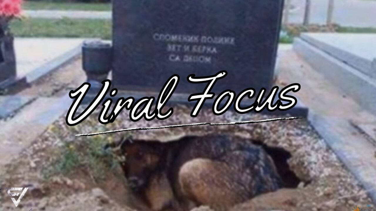 Everyone thought This Dog Was Guarding Her Owner’s Grave, But Someone discovered A Stunning Secret