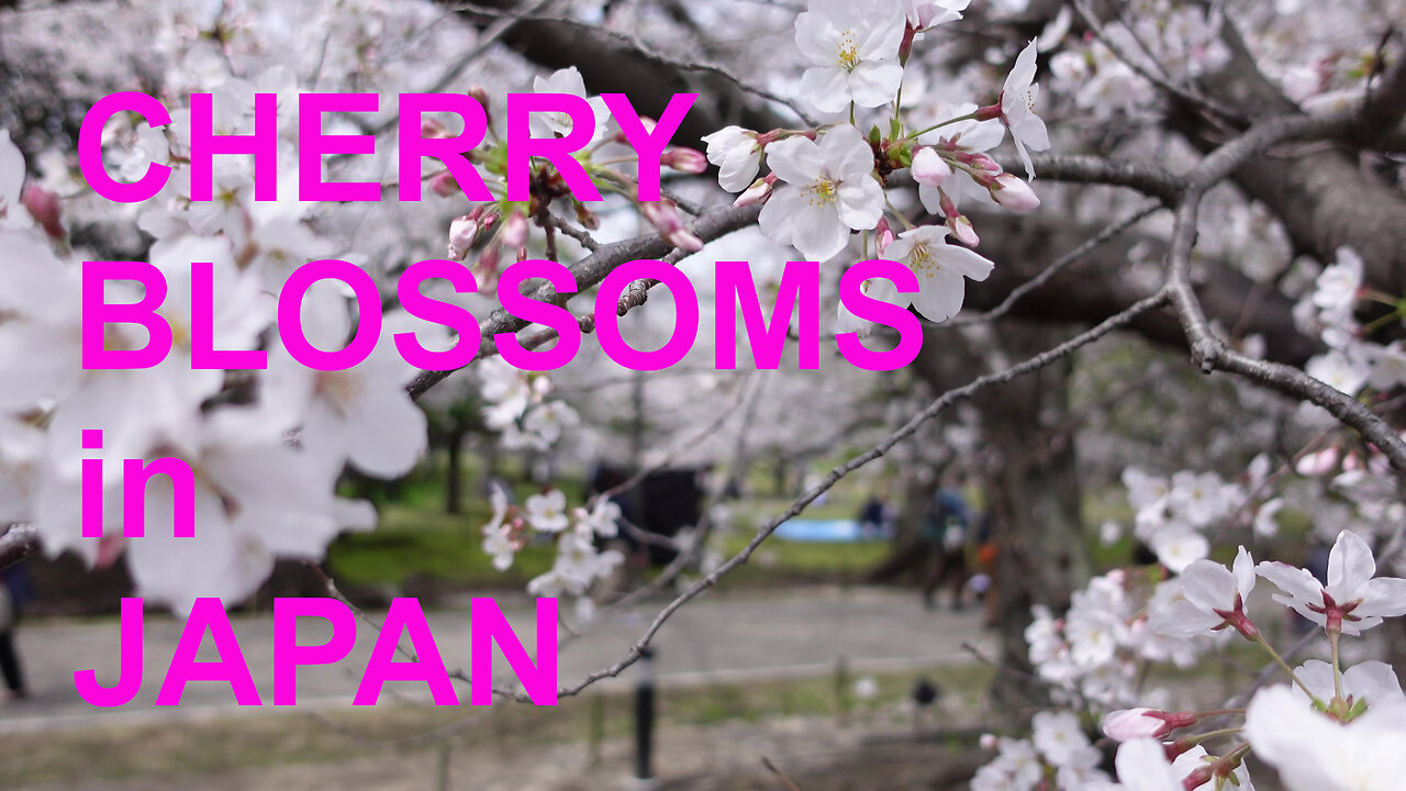 Cherry Blossoms Highlights from my Japan Trip (March 2023)