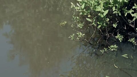 Frog in the pond with swamp vegetations