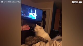 La réaction hilarante d'un chat mangeant de la glace!