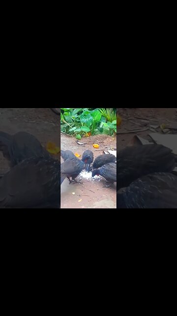 Jacu e suas filhotes em busca de comida