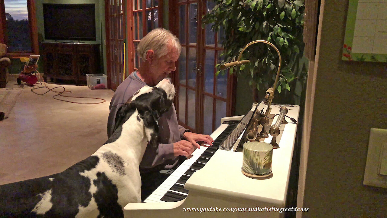 Great Dane Plays With Squeaky Toy While Listening To Piano Music