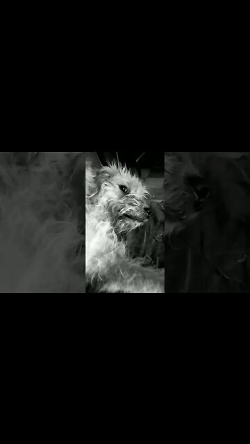 Tobías y Macarni - Dos de mis perros