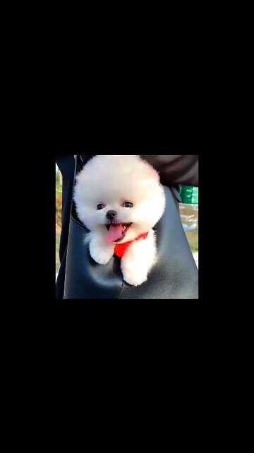 Tiny puppies in Bag😍😍❤️❤️❤️😍😍😍 #viralshorts #shorts #trendingvideos #dogvideos #funnydogs #pets