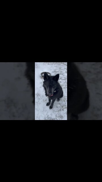 It’s Snowing On The Farm. ❄️🌨 #snow #lycanshepherd #shorts