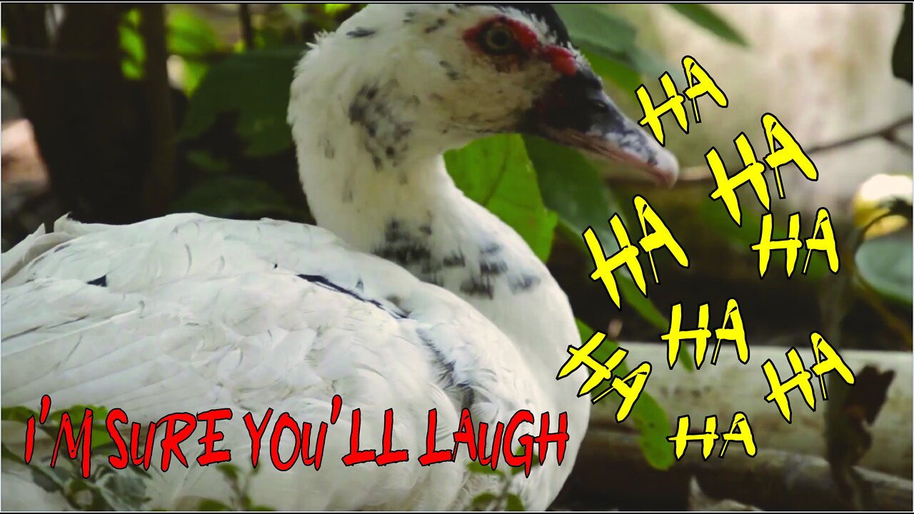 Funny Duck Laughs Like A Human