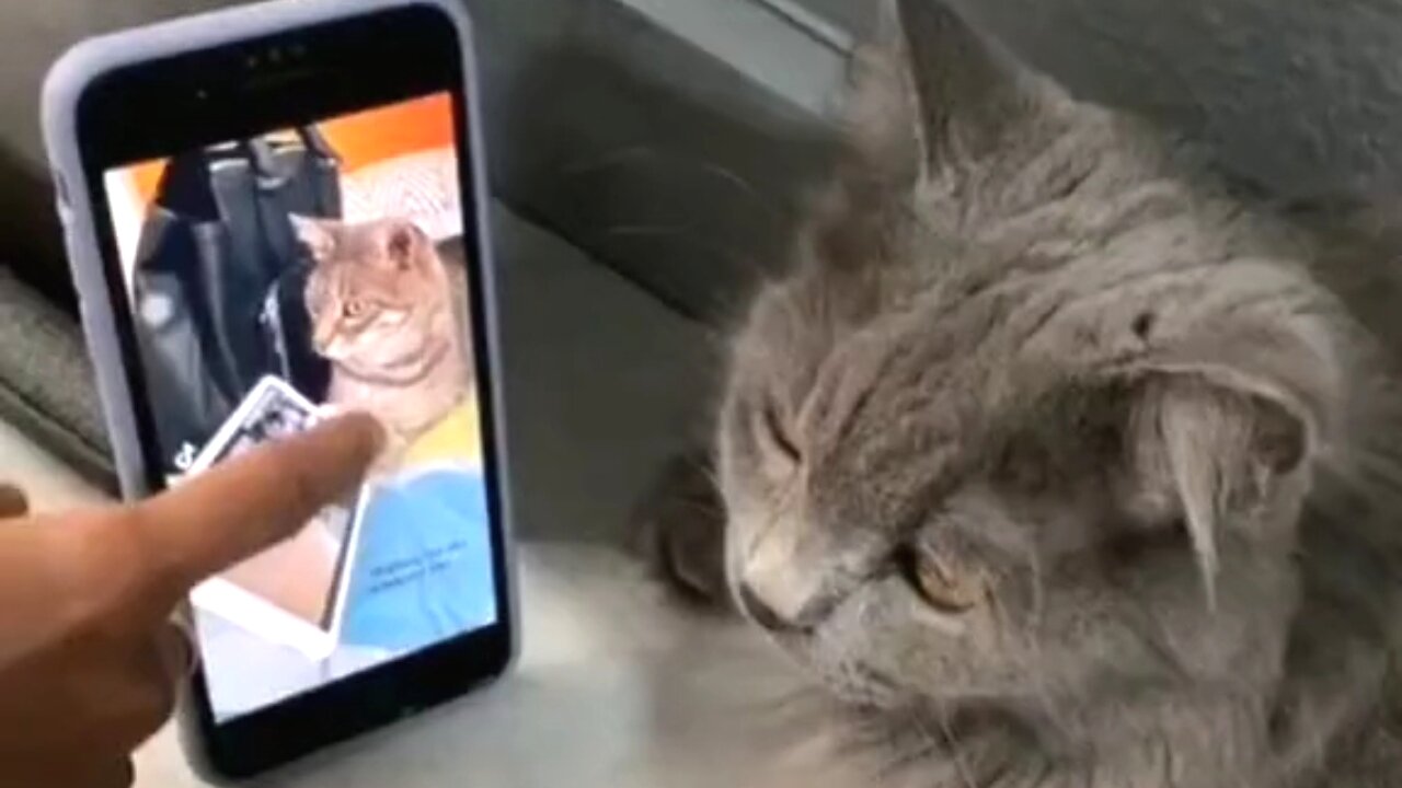 cat dancing watching mobile🐈