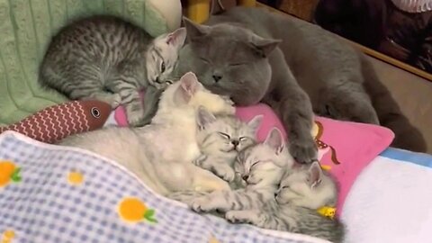 Cat parents snuggling with their kittens