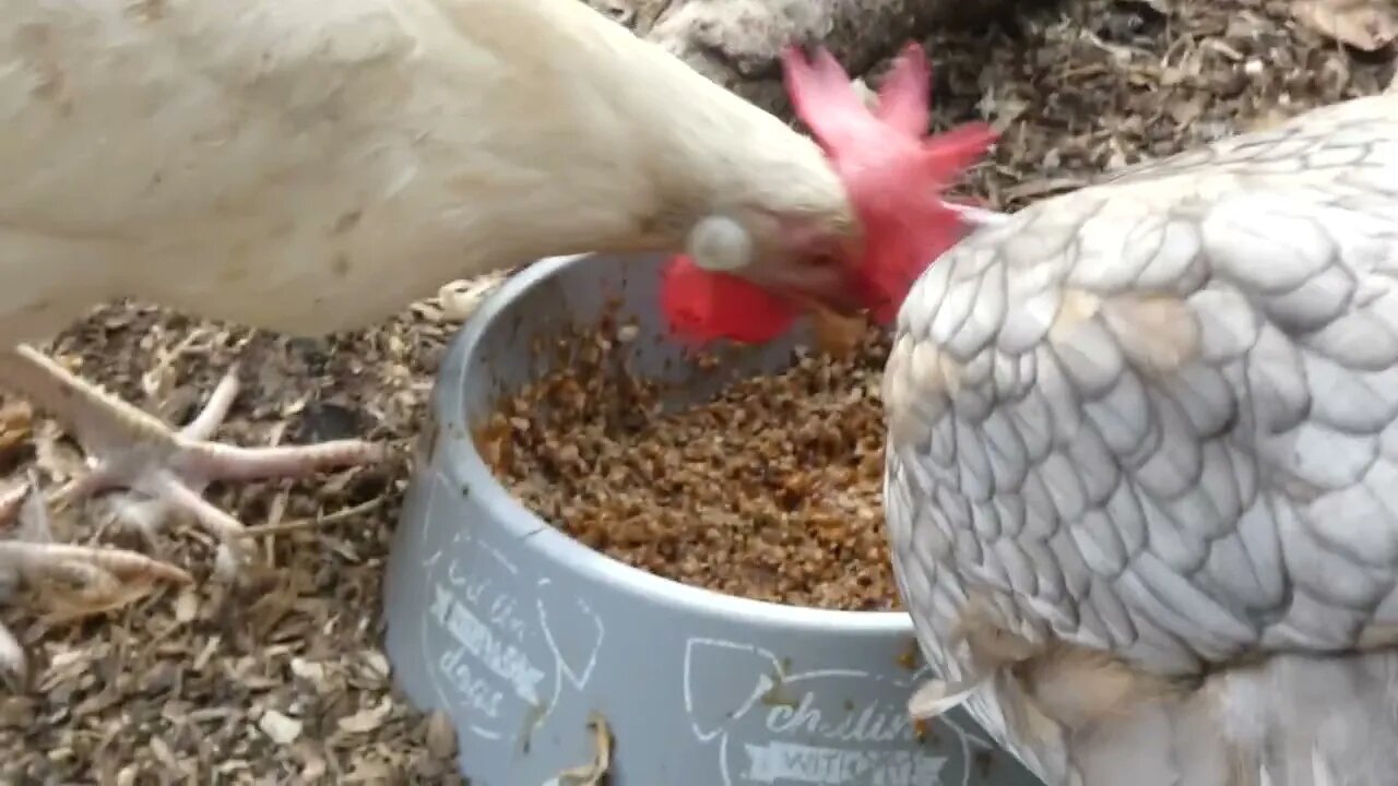 Good ole Southgate Chili eatin' chickens.