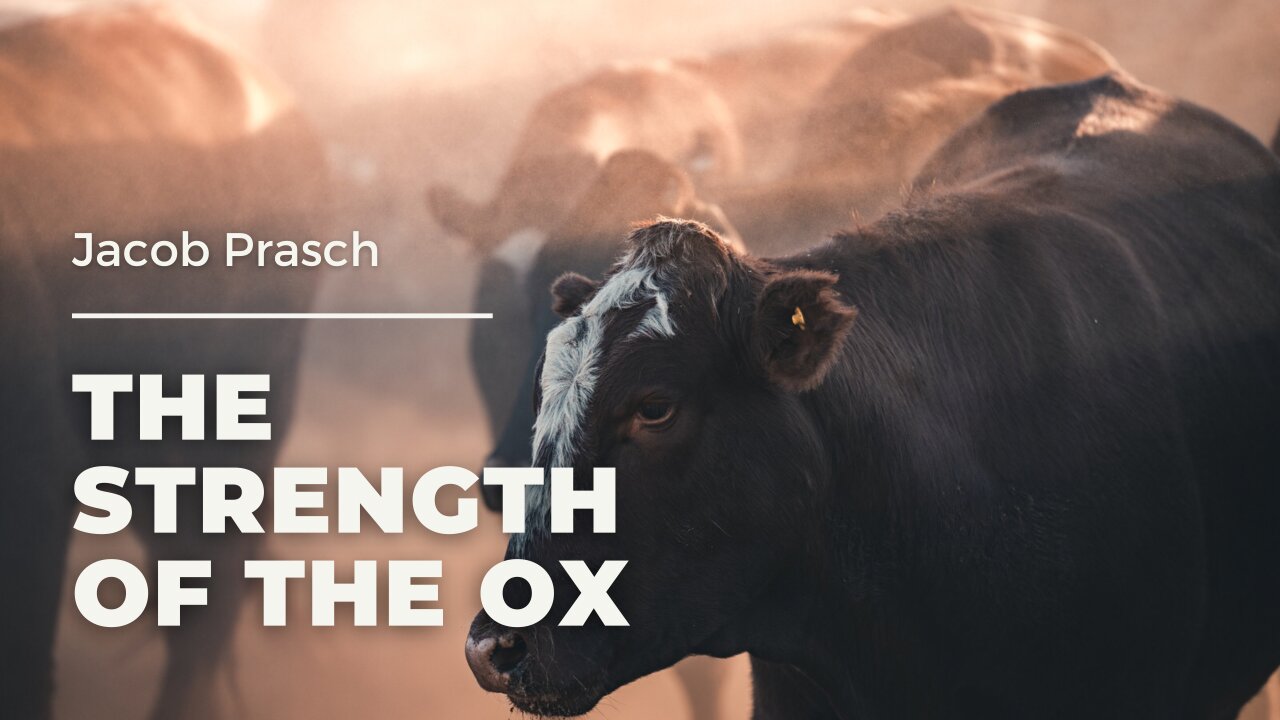 The Strength of the Ox