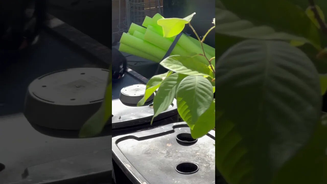 Feral kittens ￼
